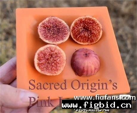 粉红柠檬水 Pink Lemonade 无花果 标价为单芽价格 满50包邮