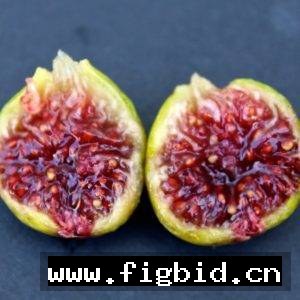 菲戈因 Figoin (Bass’s Version) 无花果 标价为单芽价格 满50包邮
