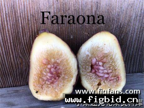 法拉奥纳/珍珠鸡 Faraona (Nikky) 无花果 标价为单芽价格 满50包邮