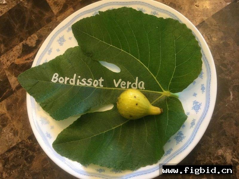 绿布索 Bordissot Verda 无花果  标价为单芽价格
