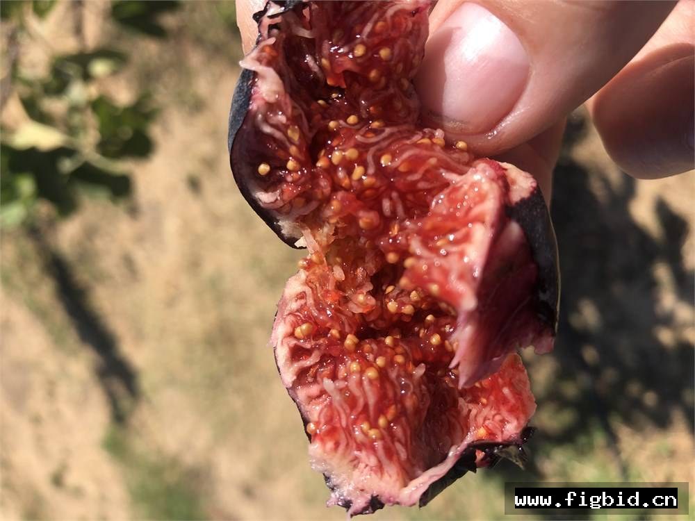 黑色草莓 Fragola Nera 无花果 标价为单芽价格 满50包邮