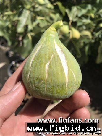 翡翠草莓 Emerald  Strawberry 无花果 标价为单芽价格 满50包邮