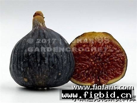 卡琳娜黑 Carlina Negra 无花果 标价为单芽价格 满50包邮