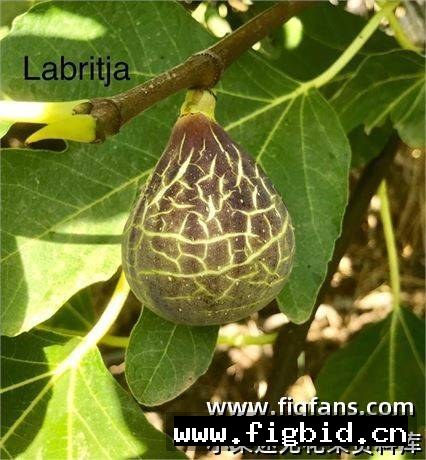 拉布里亚/拉布里贾 Labritja 无花果 标价为单芽价格 满50包邮