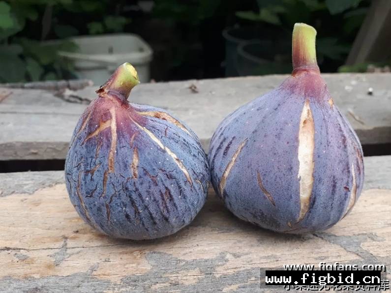 莫拉达 Moellada 无花果 标价为单芽价格 满50包邮