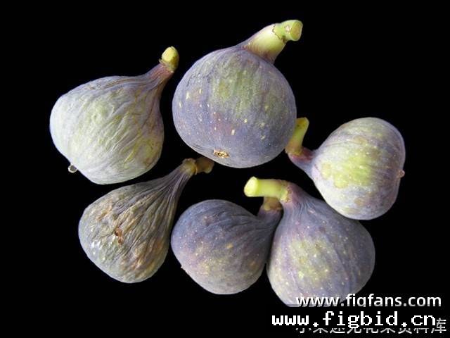银帽Hative de argentueil 无花果 标价为单芽价格 满50包邮