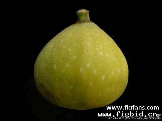 珍妮丝无籽 Janice Seedless Kadota 无花果 标价为单芽价格 满50包邮