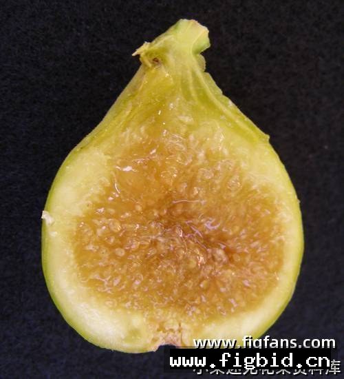 珍妮丝无籽 Janice Seedless Kadota 无花果 标价为单芽价格 满50包邮