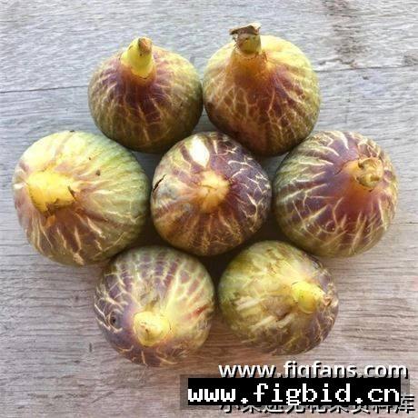 拉布里亚/拉布里贾 Labritja 无花果 标价为单芽价格 满50包邮