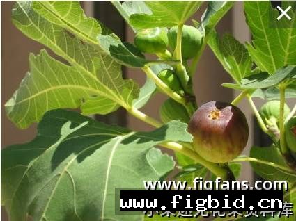 梅兰扎纳 Mlelanzana 无花果 标价为单芽价格 满50包邮