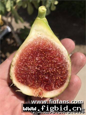 翡翠草莓 Emerald  Strawberry 无花果 标价为单芽价格 满50包邮
