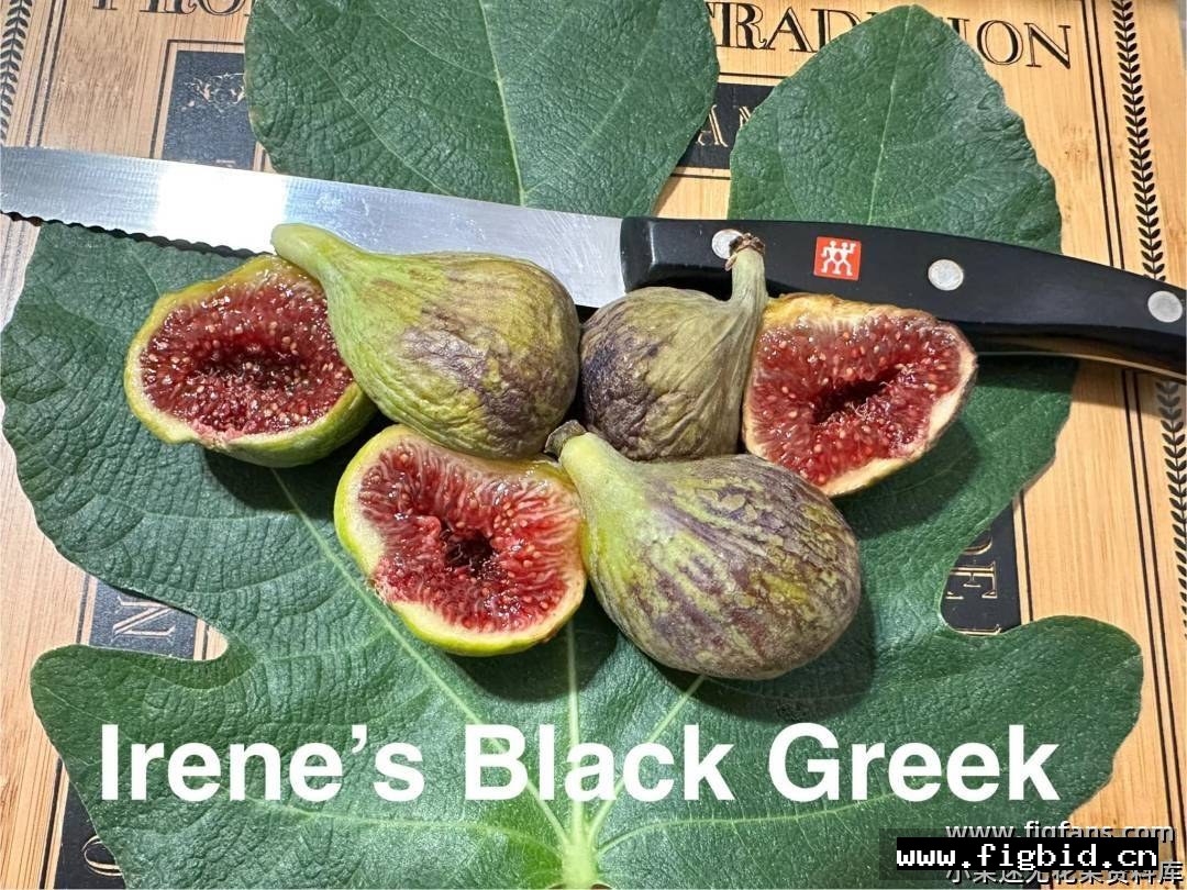 艾琳的黑色希腊 Irene's Black Greek 无花果 标价为单芽价格 满50包邮