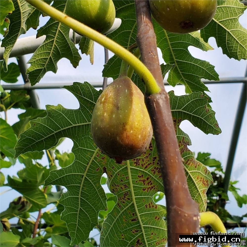 阿喀琉斯希腊 Achilles Very Berry Greek 无花果 标价为单芽价格 满50包邮