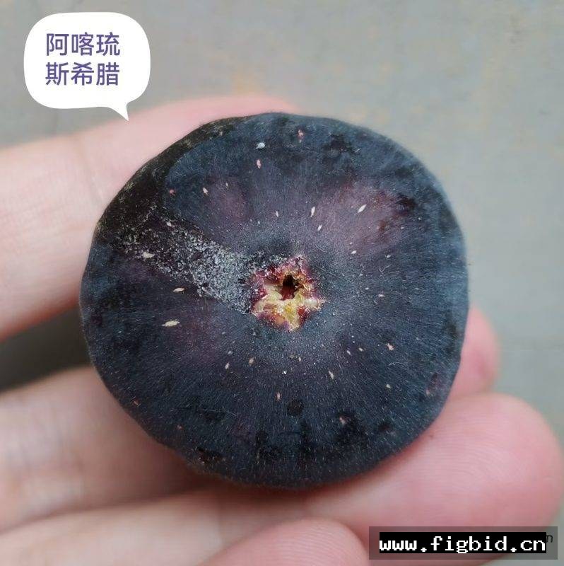 阿喀琉斯希腊 Achilles Very Berry Greek 无花果 标价为单芽价格 满50包邮