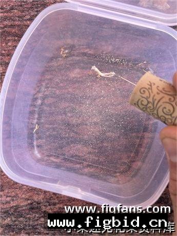 雄树持久型野生#1 Wild#1 无花果 标价为单芽价格 满50包邮