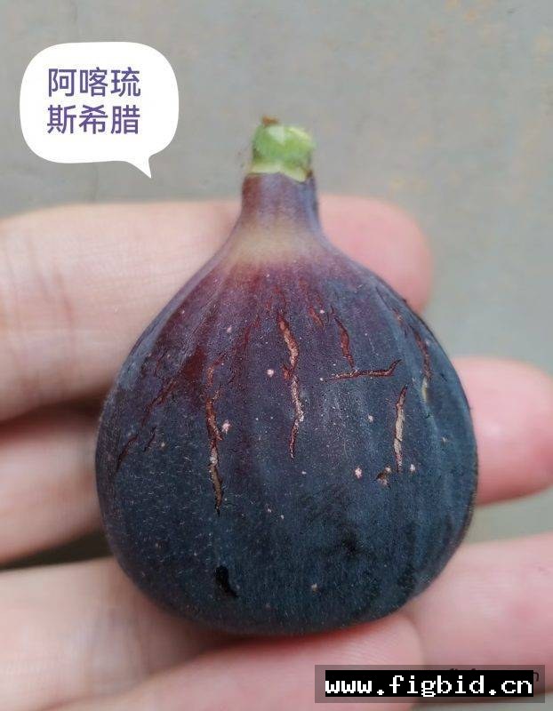 阿喀琉斯希腊 Achilles Very Berry Greek 无花果 标价为单芽价格 满50包邮