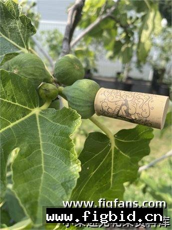 雄树持久型野生#1 Wild#1 无花果 标价为单芽价格 满50包邮