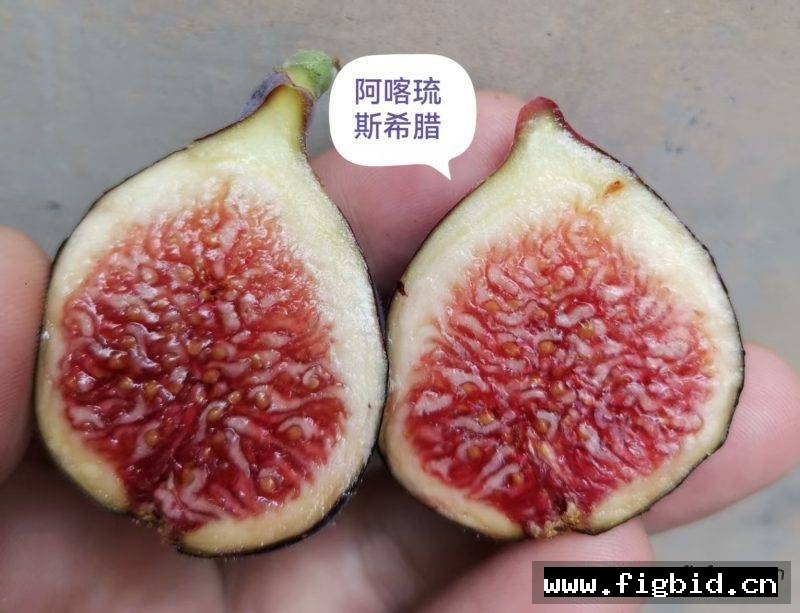 阿喀琉斯希腊 Achilles Very Berry Greek 无花果 标价为单芽价格 满50包邮