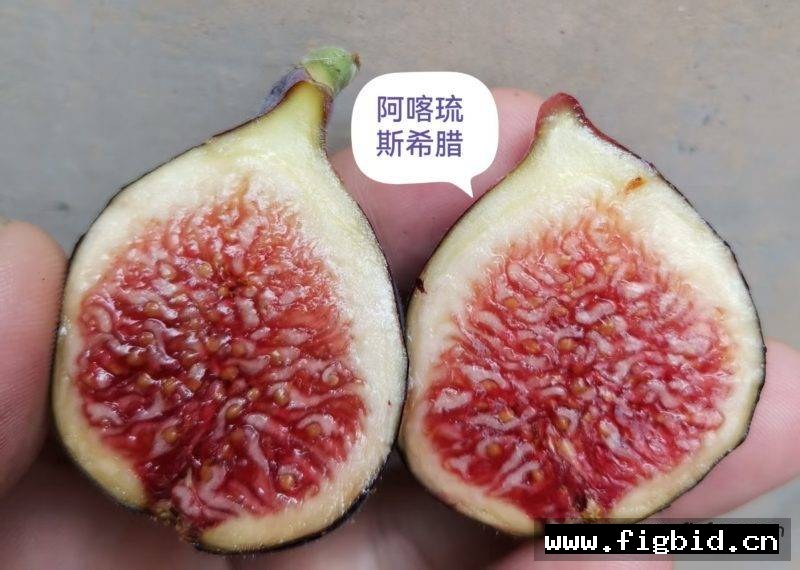 阿喀琉斯希腊 Achilles Very Berry Greek 无花果 标价为单芽价格 满50包邮
