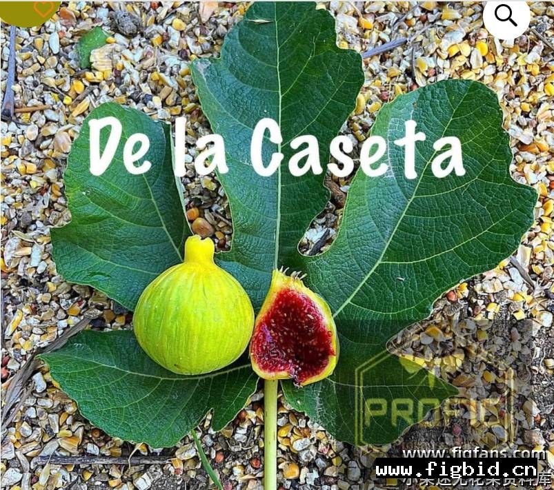 德拉卡塞达 De La Caseta 无花果 标价为单芽价格 满50包邮