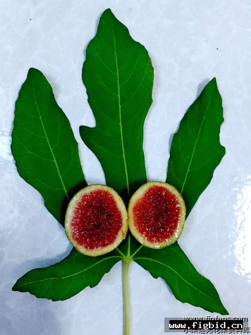 巴拉迪 Baladi 无花果 标价为单芽价格 满50包邮