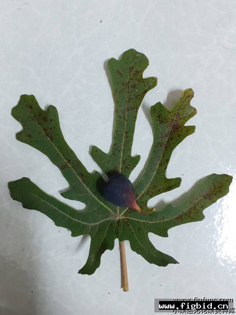 布拉曼特 Bramante 无花果 标价为单芽价格 满50包邮