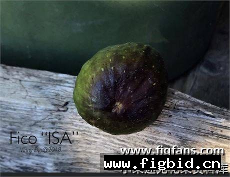ISA（Vinny.London.UK） 无花果 标价为单芽价格 满50包邮