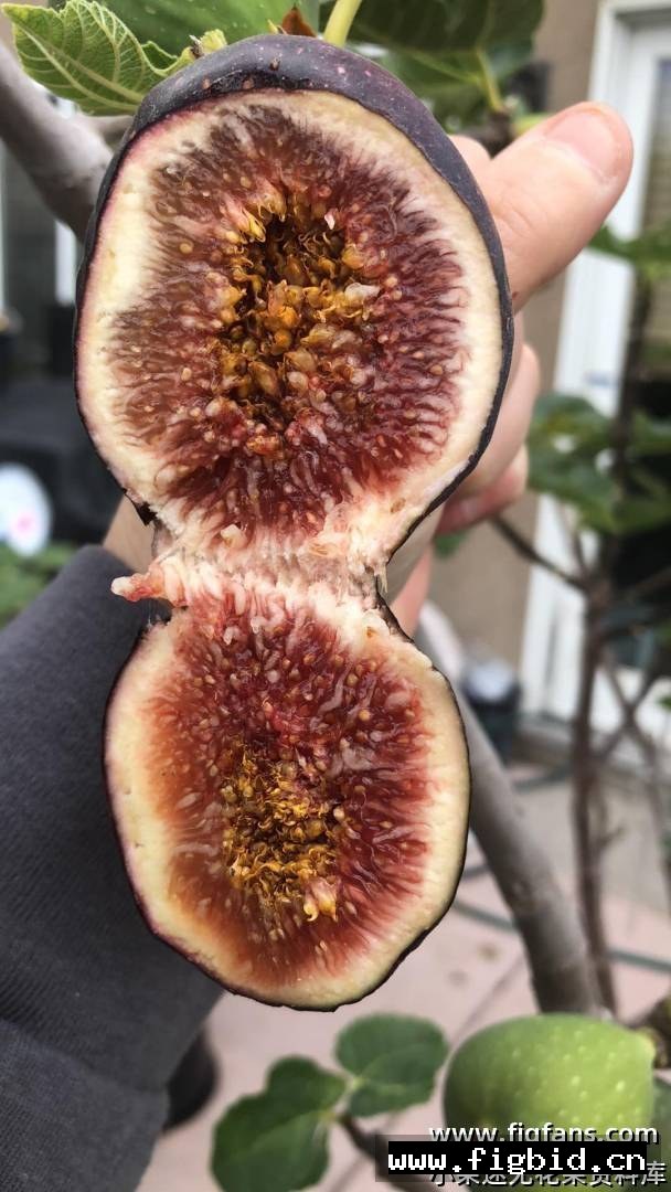 超级巨无霸 Super jumbo 无花果 标价为单芽价格 满50包邮