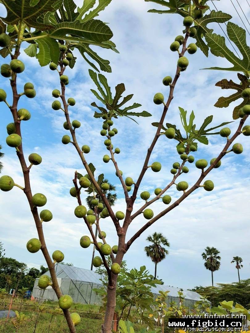以色列白 无花果 标价为单芽价格 满50包邮