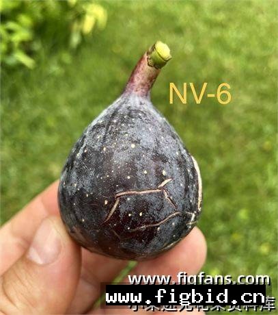 NV6 Black Angel 无花果 标价为单芽价格 满50包邮