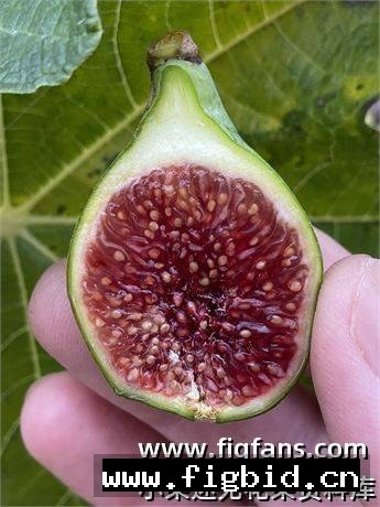 NV1 无花果 标价为单芽价格 满50包邮