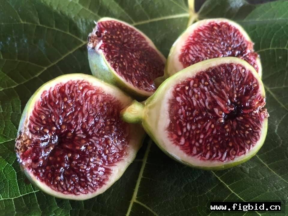 万叶/科斯美曼悠 Cosme Manyo 无花果 标价为单芽价格 满50包邮