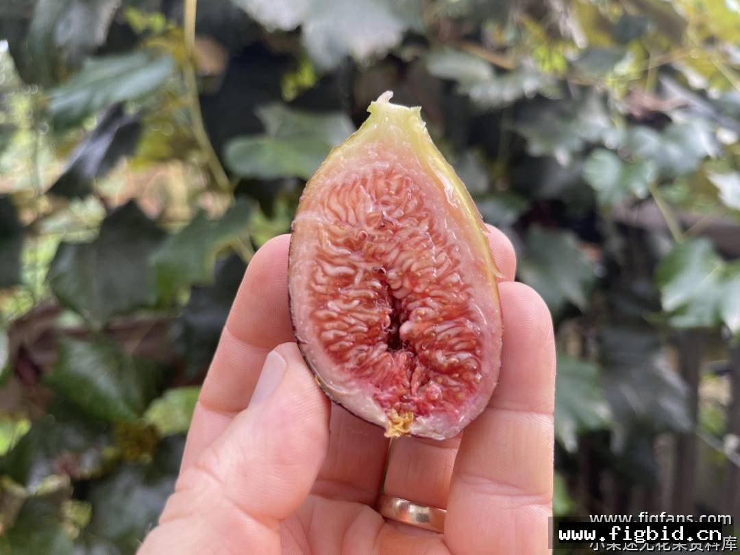 TC12 无花果 标价为单芽价格 满50包邮