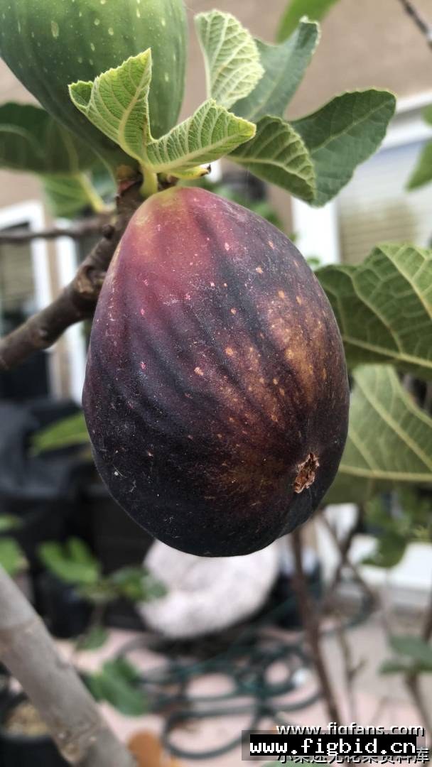 超级巨无霸 Super jumbo 无花果 标价为单芽价格 满50包邮