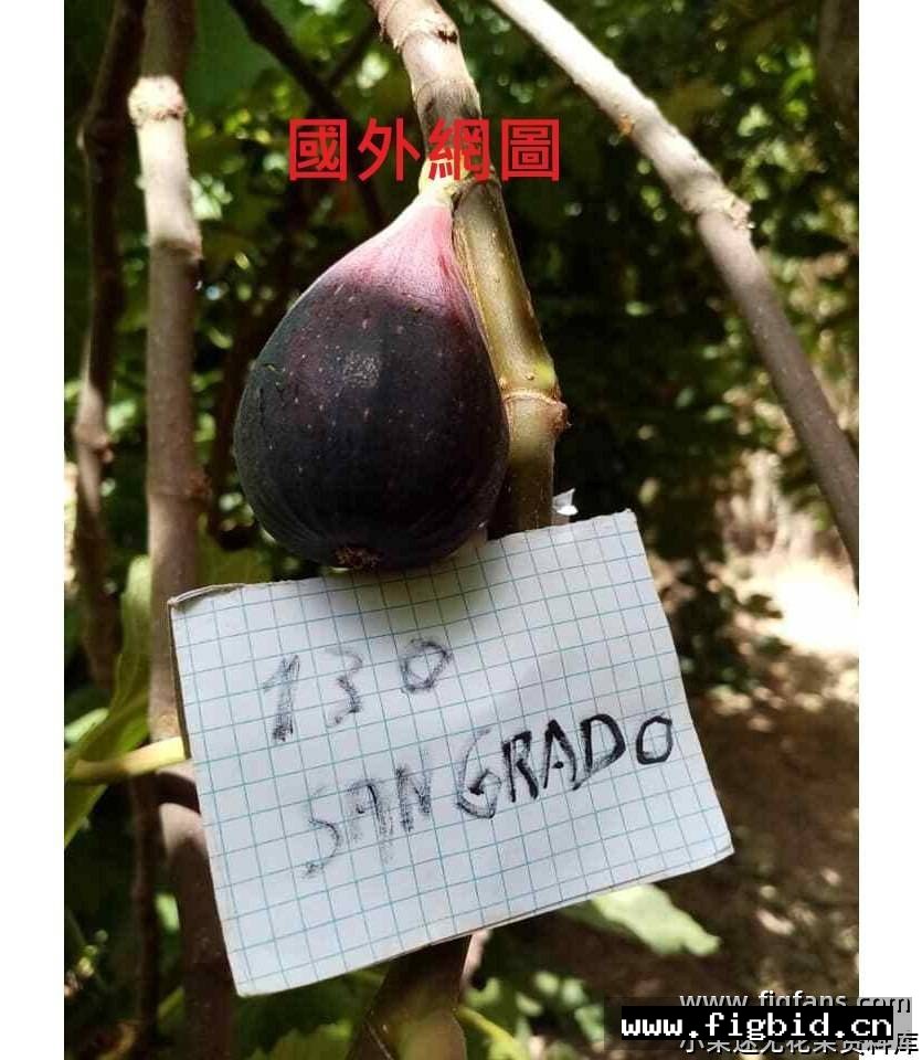 出血 Sangrado 无花果 标价为单芽价格 满50包邮
