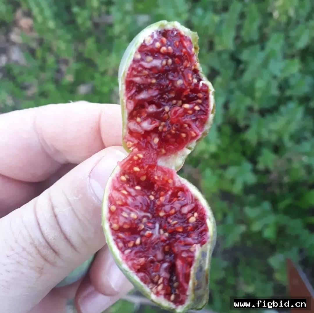 出血 Sangrado 无花果 标价为单芽价格 满50包邮