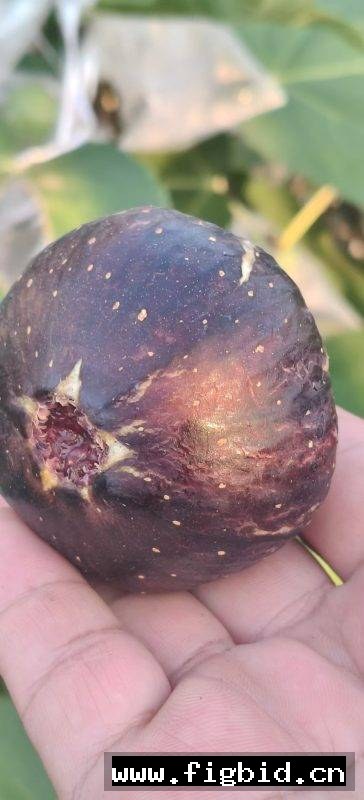 卡尔德罗纳德米娜 无花果 标价为单芽价格 满50包邮