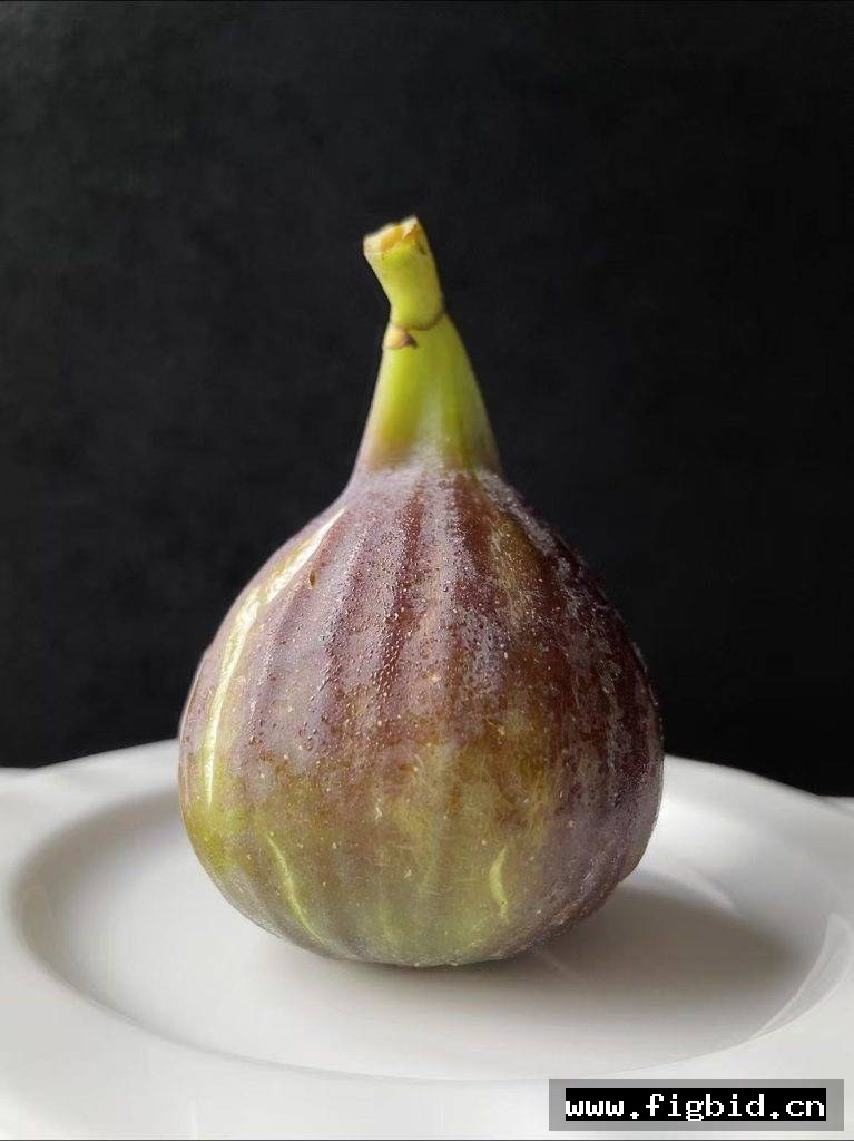 骑士 Cavaliere 无花果 标价为单芽价格 满50包邮