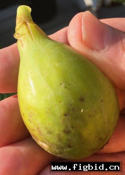 北风/波拉蕊 Boreale 无花果 标价为单芽价格 满50包邮
