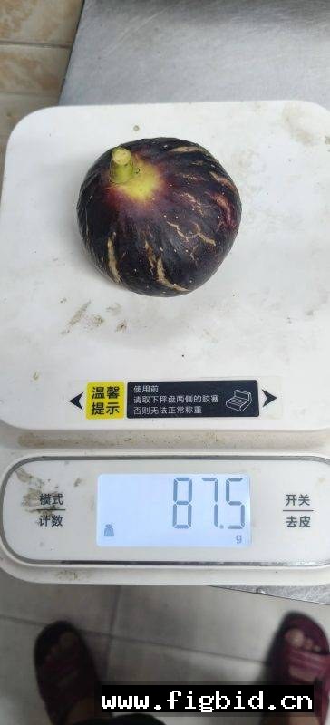 卡尔德罗纳德米娜 无花果 标价为单芽价格 满50包邮