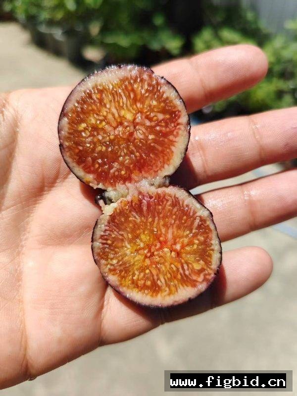 龙德波尔多 Ronde de Bordeaux 无花果 标价为单芽价格 满50包邮