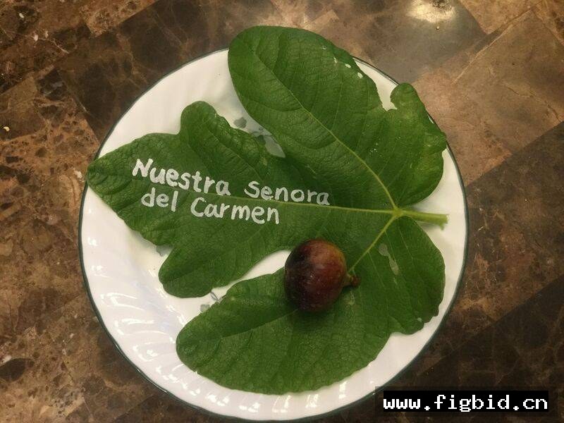 卡门 Nuestra Senora del Carmen 无花果 标价为单芽价格 满50包邮