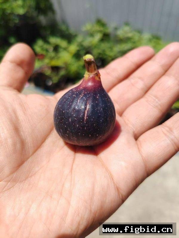 龙德波尔多 Ronde de Bordeaux 无花果 标价为单芽价格 满50包邮
