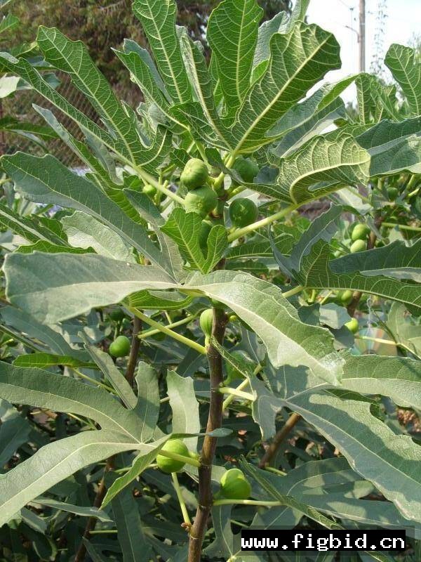 龙德波尔多 Ronde de Bordeaux 无花果 标价为单芽价格 满50包邮